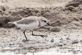 Sieweczka przylądkowa - Charadrius pallidus - Chestnut-banded Plover
