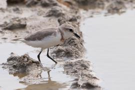 Sieweczka przylądkowa - Charadrius pallidus - Chestnut-banded Plover