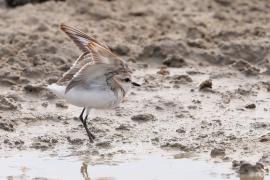 Sieweczka przylądkowa - Charadrius pallidus - Chestnut-banded Plover