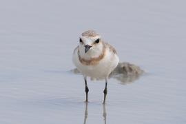 Sieweczka przylądkowa - Charadrius pallidus - Chestnut-banded Plover
