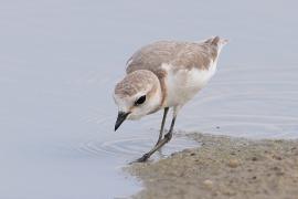 Sieweczka przylądkowa - Charadrius pallidus - Chestnut-banded Plover