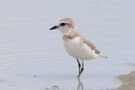 Sieweczka przylądkowa - Charadrius pallidus - Chestnut-banded Plover