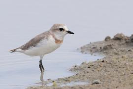 Sieweczka przylądkowa - Charadrius pallidus - Chestnut-banded Plover