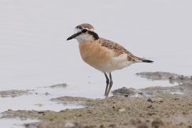 Sieweczka piaskowa - Charadrius pecuarius - Kittlitz's Plover