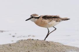 Sieweczka piaskowa - Charadrius pecuarius - Kittlitz's Plover