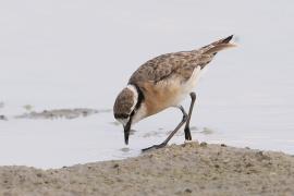 Sieweczka piaskowa - Charadrius pecuarius - Kittlitz's Plover