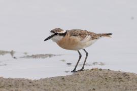 Sieweczka piaskowa - Charadrius pecuarius - Kittlitz's Plover