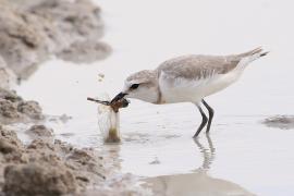 Sieweczka przylądkowa - Charadrius pallidus - Chestnut-banded Plover