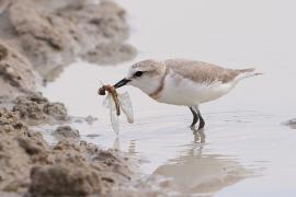 Sieweczka przylądkowa - Charadrius pallidus - Chestnut-banded Plover