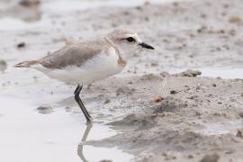 Sieweczka przylądkowa - Charadrius pallidus - Chestnut-banded Plover
