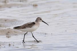 Biegus krzywodzioby - Calidris ferruginea - Curlew Sandpiper