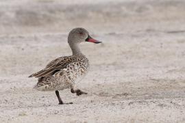 Cyraneczka płowa - Anas capensis - Cape Teal