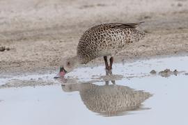 Cyraneczka płowa - Anas capensis - Cape Teal