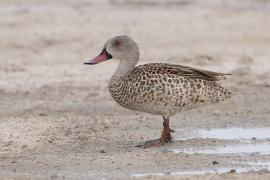Cyraneczka płowa - Anas capensis - Cape Teal