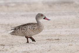 Cyraneczka płowa - Anas capensis - Cape Teal