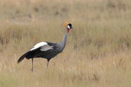 Koronnik szary - Balearica regulorum - Grey Crowned Crane