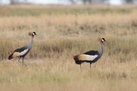 Koronnik szary - Balearica regulorum - Grey Crowned Crane