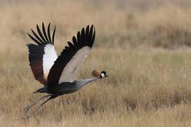 Koronnik szary - Balearica regulorum - Grey Crowned Crane