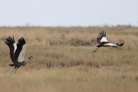 Koronnik szary - Balearica regulorum - Grey Crowned Crane