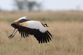 Koronnik szary - Balearica regulorum - Grey Crowned Crane