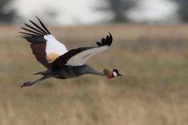 Koronnik szary - Balearica regulorum - Grey Crowned Crane