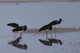 Bocian białobrzuchy - Ciconia abdimii - Abdim's Stork