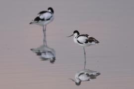 Szablodziób - Recurvirostra avosetta - Pied Avocet