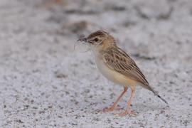 Chwastówka pustynna - Cisticola aridulus - Desert Cisticola
