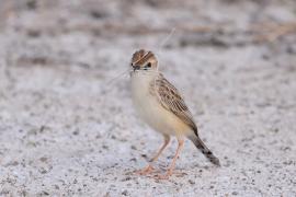 Chwastówka pustynna - Cisticola aridulus - Desert Cisticola