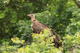 Sęp brunatny - Necrosyrtes monachus - Hooded Vulture