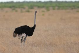 Struś czerwonoskóry - Struthio camelus - Common Ostrich