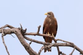 Kania egipska - Milvus migrans aegyptius - Yellow-billed Kite