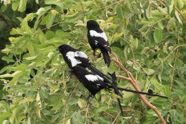 Dzierzba srokata - Lanius melanoleucus - Magpie Shrike