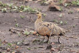 Stepówka żółtogardła - Pterocles gutturalis - Yellow-throated Sandgrouse
