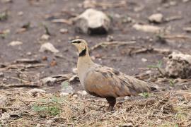 Stepówka żółtogardła - Pterocles gutturalis - Yellow-throated Sandgrouse