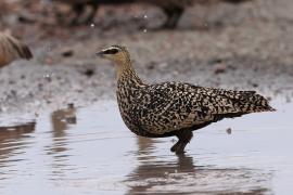Stepówka żółtogardła - Pterocles gutturalis - Yellow-throated Sandgrouse