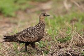 Stepówka żółtogardła - Pterocles gutturalis - Yellow-throated Sandgrouse