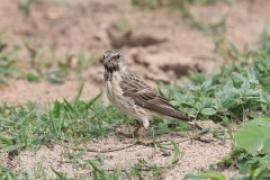 Afrokulczyk żółtorzytny - Crithagra atrogularis - Black-throated canary