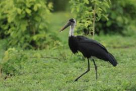 Bocian białoszyi - Ciconia episcopus - Woolly-necked Stork