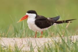 Brzytwodziób afrykański - Rynchops flavirostris - African Skimmer