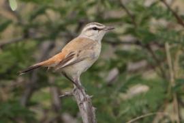 Chwastówka pustynna - Cisticola aridulus - Desert Cisticola