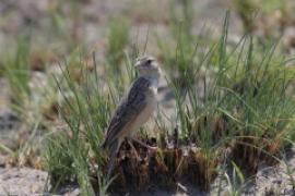 Skowroniec pustynny - Mirafra fasciolata - Eastern Clapper Lark