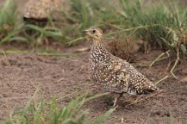 Stepówka kalaharyjska - Pterocles burchelli - Burchell's Sandgrouse