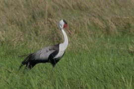 Żuraw koralowy - Grus carunculata - Wattled Crane