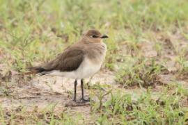 Żwirowiec stepowy - Glareola nordmanni - Black-winged pratincole