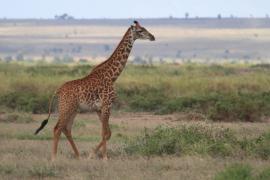 Żyrafa masajska - Giraffa tippelskirchi - Masai giraffe
