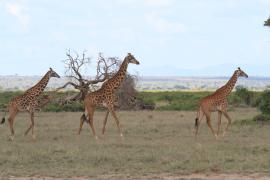 Żyrafa masajska - Giraffa tippelskirchi - Masai giraffe