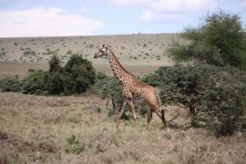 Żyrafa siatkowana - Giraffa reticulata - Reticulated giraffe