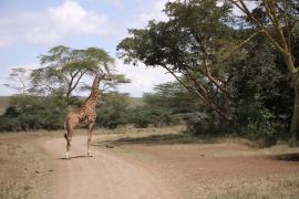 Żyrafa siatkowana - Giraffa reticulata - Reticulated giraffe