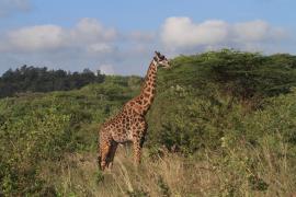 Żyrafa siatkowana - Giraffa reticulata - Reticulated giraffe